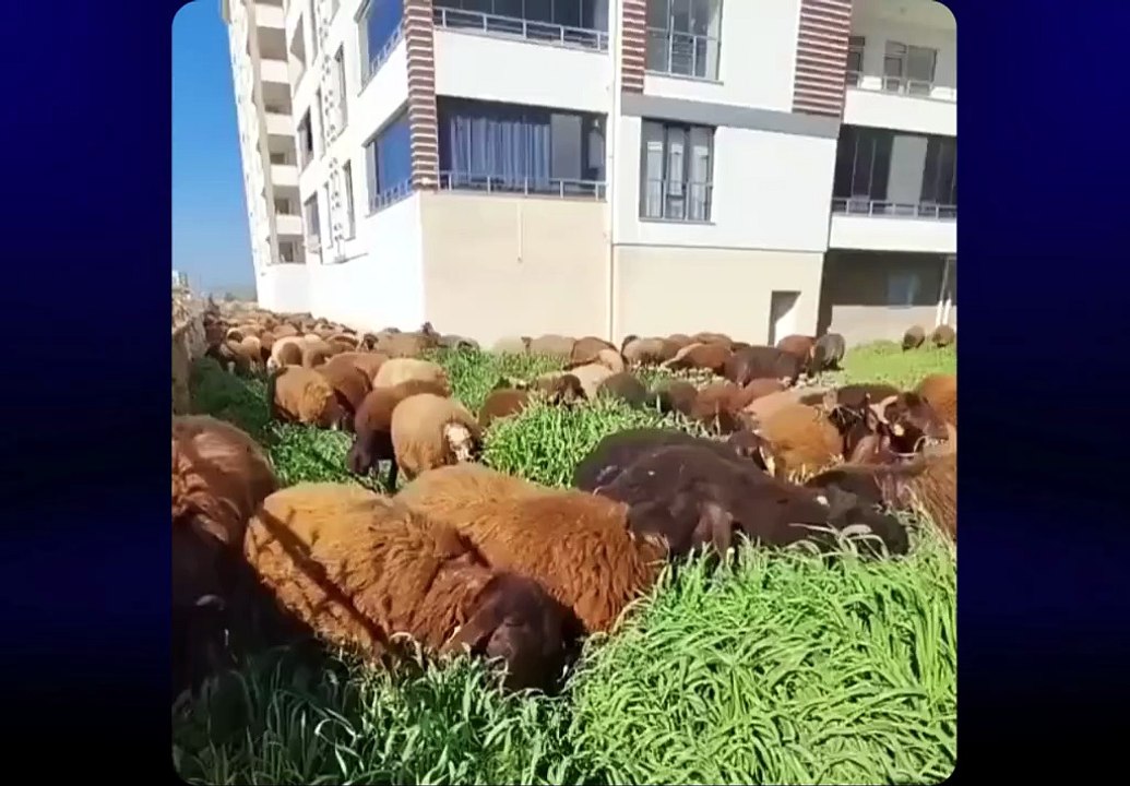 Elazığ'da ot biçme anlaşması şaşırttı: Tırpan yerine koyun sürüsü geldi