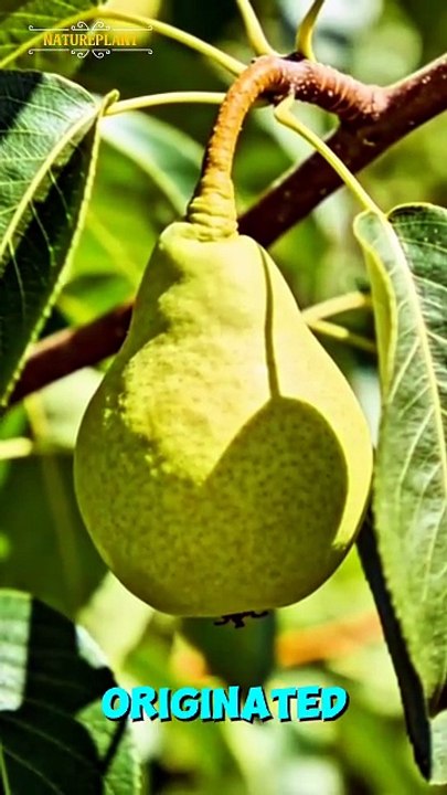 Top 5 Health Benefits of Pears You Need to Know
