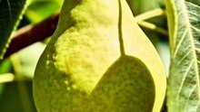 Top 5 Health Benefits of Pears You Need to Know