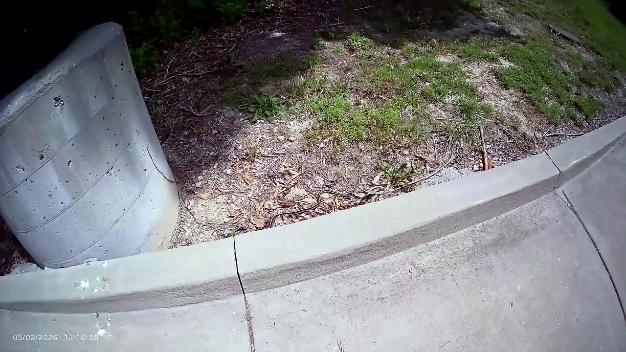 Couldn't Catch the Snake (1/2) (please read video description)