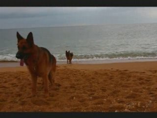 Bruce et Bali en Bretagne découvrent les vagues