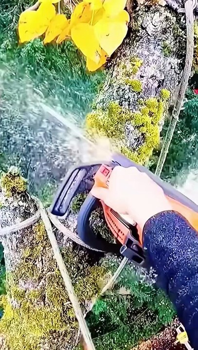 Tree cutting