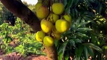 Video vải