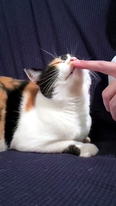 Tiny Kitten Giving Me Sweet Kisses 😍🐱