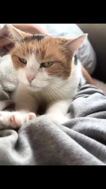 This Cat Is So Happy… Look at Those Paws 🐾