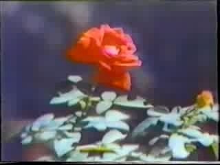 Christmas 1978 carlene carter rosanne cash2