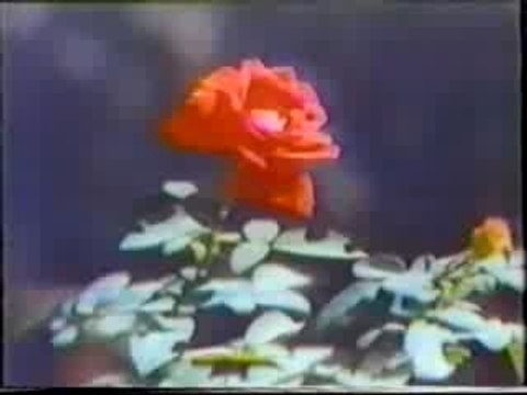 Christmas 1978 carlene carter rosanne cash2