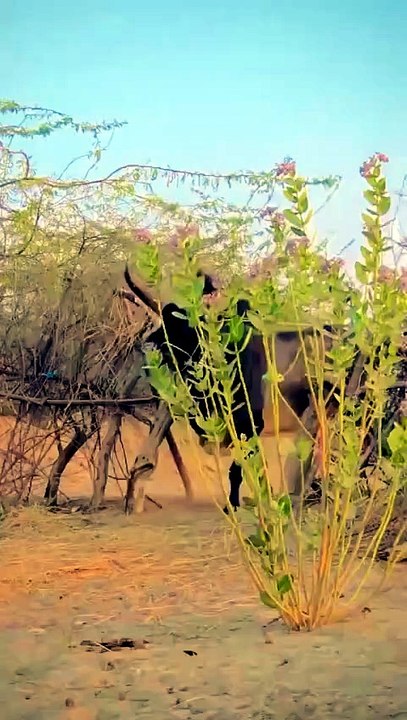 Hallikar bull, a prominent draught cattle breed native to the Mysore region of India.