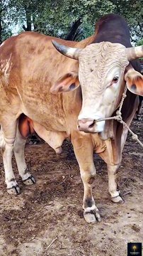 Karachi Mandi 2026 😱 Sabse Bada Bull & Camel Market | Bakra Eid Special | Full Tour Vlog