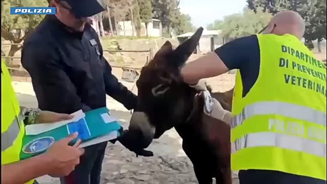 Catania, scoperta dalla polizia una fattoria abusiva. Il video
