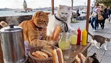 Quand les chats servent des hot-dogs au bord de l'eau