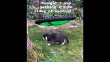 Funniest cat videos #18 #Cat #Animals