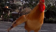 哈哈哈