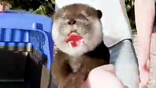 The Baby Sea Otter That Cried For Help