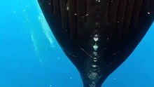 A mother humpback whale feeding her baby
