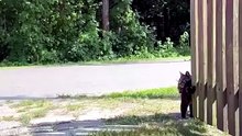 Kind of shyly… here we go into May :) #cats #Catlovers #funnycats