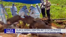 Gajah & Harimau Sumatera Ditemukan Mati di Bengkulu, Diduga Dampak Perambahan Hutan