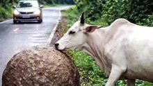 MAN SAVED COW