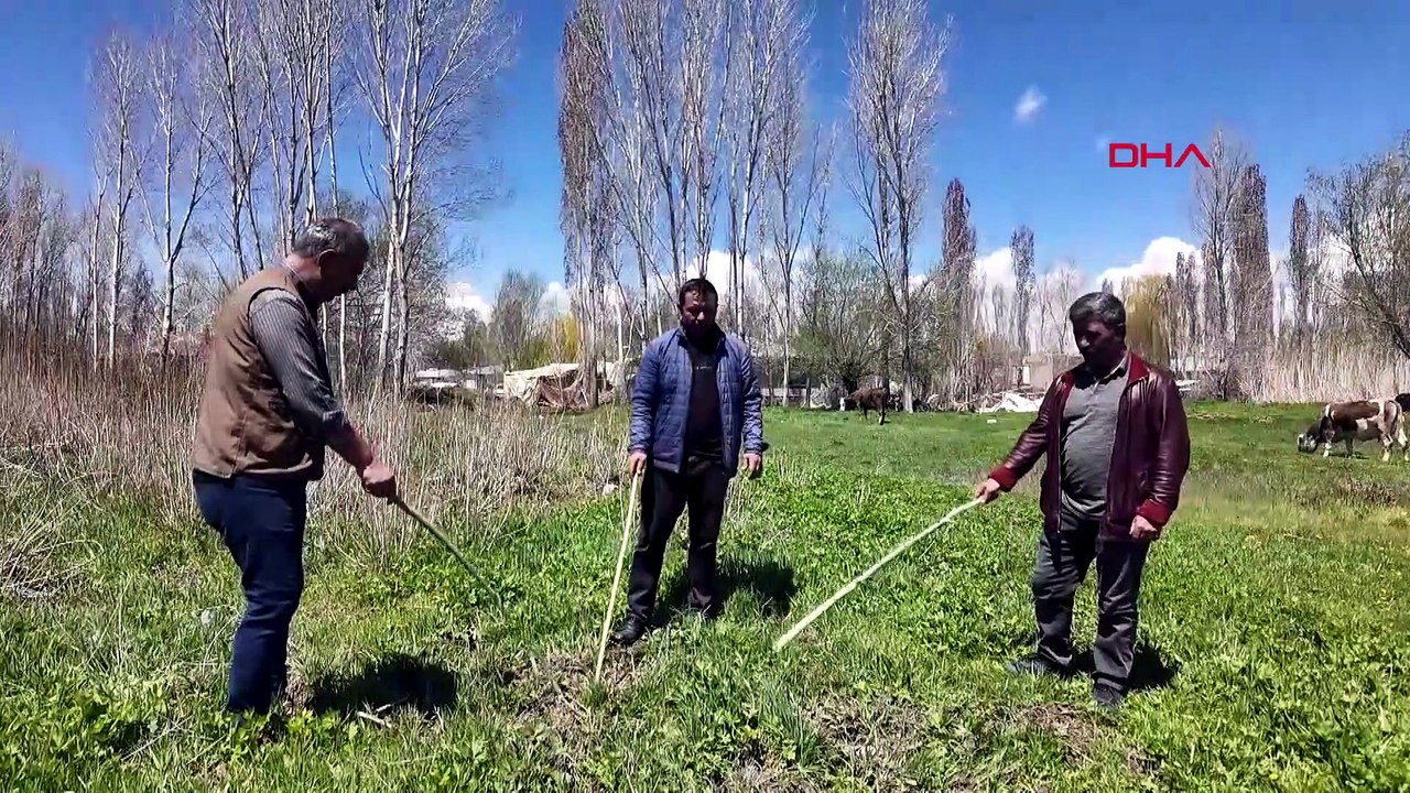 Van'da mısır tarlalarında 'yaban' nöbeti!