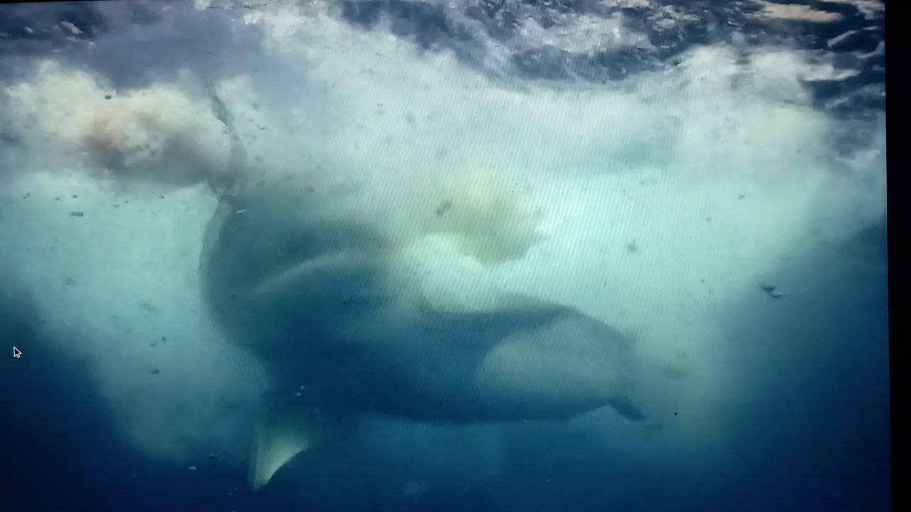Hommes requins : attraper le monstre