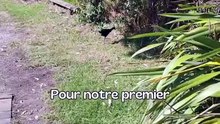 JOUR 19 ： Je veux un canard à la maison