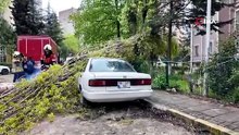 İstanbul'da ağaç deviren fırtına! Otomobili kağıt gibi ezdi