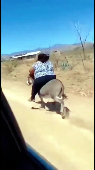 That Donkey Said: "I'm Done!" 📉😂
