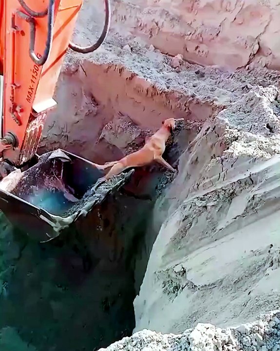 Construction workers save dog from a pit! ❤️