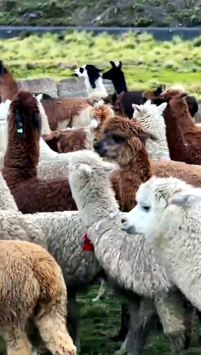 AU COEUR d'un troupeau de lamas boliviens