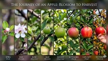 Apple timelamps video