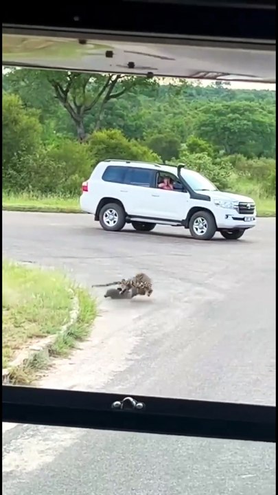 Leopards Hunting Dogs in India #facts #animals #shorts #viral