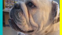 Perrita se vuelve viral por amar a Britney Spears