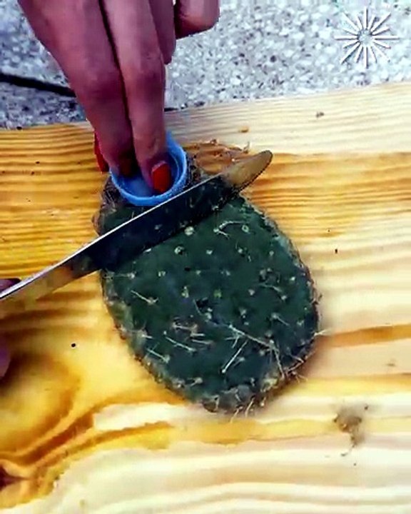 Cactus shaving ASMR! 🌵