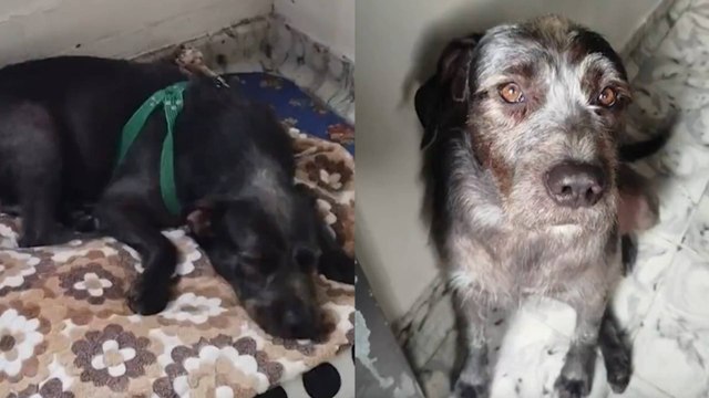 Perrito criollo murió tras brutal golpiza de dos hombres en Palmira: su cuidadora contó cómo ocurrió todo