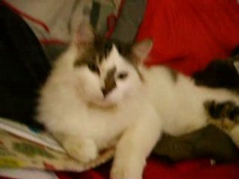 Lebby meowing and batting at the camera