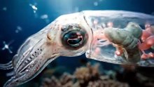 Glass Squid Transparent Swim