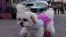 🔴 MORNING WALK WITH PICKLES #shorts