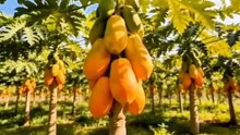 Why You Should Eat Papaya Everyda