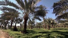 مسلسل حمدية الحلقة 24 كاملة HD | عراقي