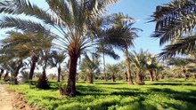 مسلسل حمدية الحلقة 25 كاملة HD | عراقي