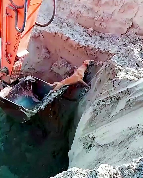 Construction workers save dog from a pit! ❤️