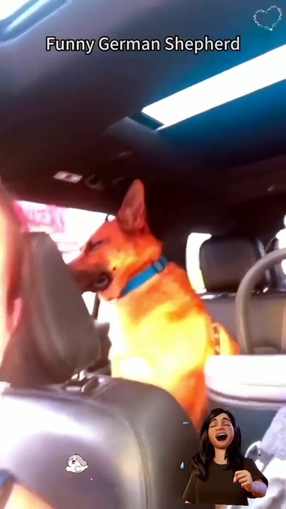 Funny German shepherd 😂😂#viral reels #petsagram #fyp#meupemeuamigo#amoranimals :#comportamentoanimals#