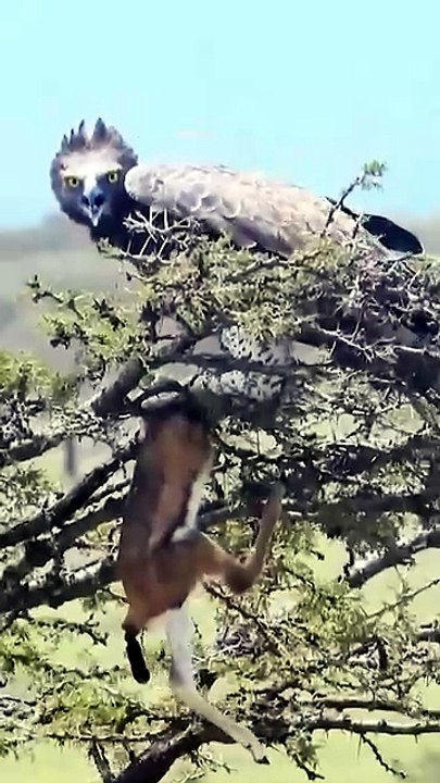 Incredible Martial Eagle Hunting Antelope Calf in African Savanna - Raw Wildlife Footage