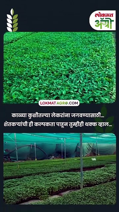 काळ्या कुशीतल्या लेकरांना जगवण्यासाठी…   शेतकऱ्यांची ही कल्पकता पाहून तुम्हीही थक्क व्हाल…