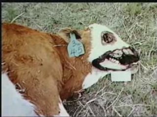 Mutilations Animales - 3 de 3