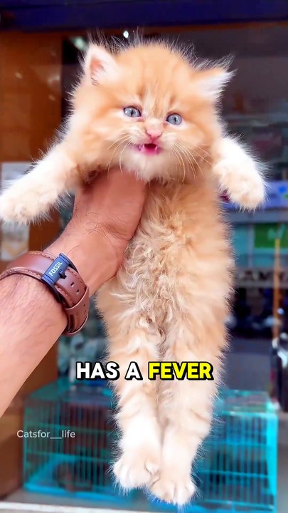 5 Warning Signs Your Cat Has A Fever