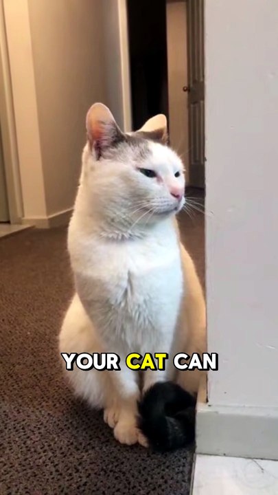 Did You Know Cats Ears Work Like Satellite Dishes