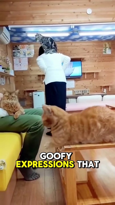 5 Viral Cats That Broke The Internet