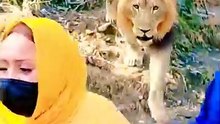 A man and women standing in the jugle and lion come 😜