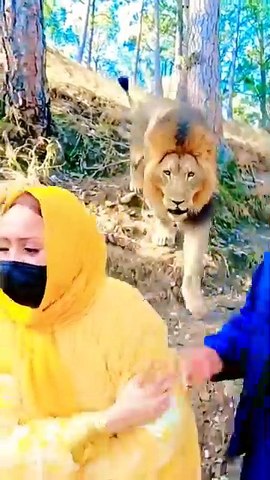 A man and women standing in the jugle and lion come 😜